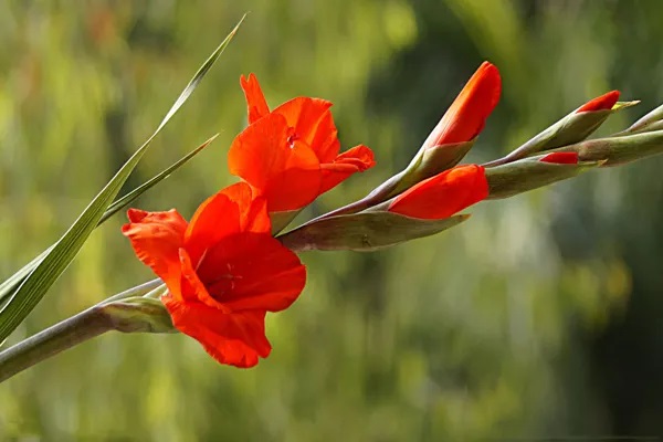 平安e生保plus恶性肿瘤怎么赔付？