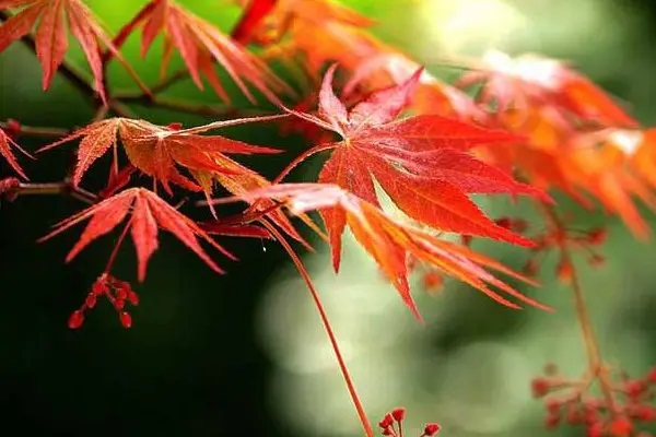 新华防癌险：新华康爱无忧：一款给付型防癌险