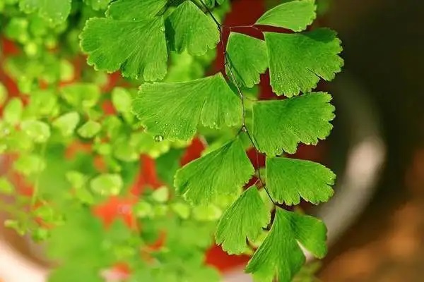 重疾险好还是防癌险好？趁早购买太平洋爱无忧防癌险的原因