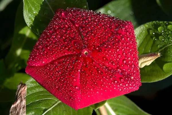 芯爱重疾险好不好，最全面测评文章