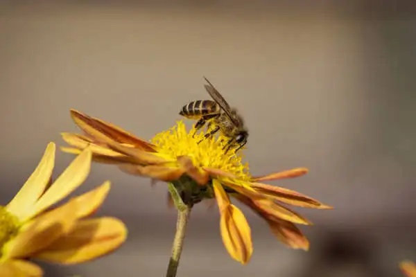 3岁儿子患白血病，妈妈卖房救子：因病致穷，毁掉了多少中国家庭？