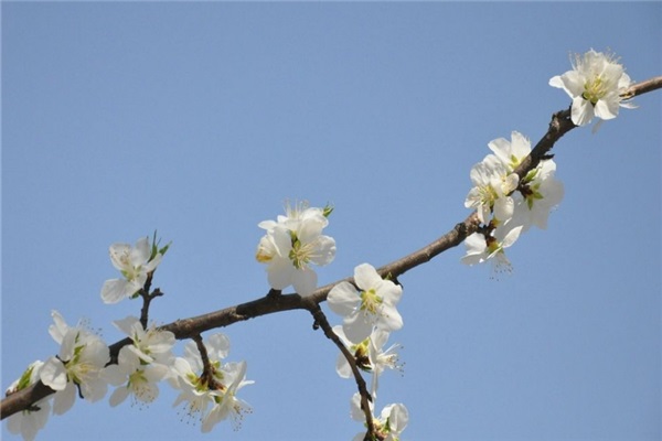 成都社保查询的方法有哪些？