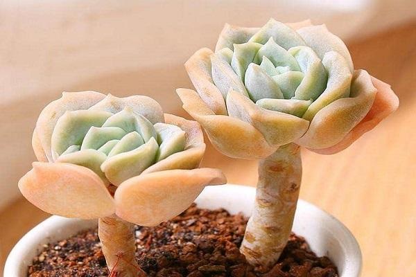 郭德纲徒弟脑出血众筹百万：车房不能卖，命不能丢，但我可以不要脸