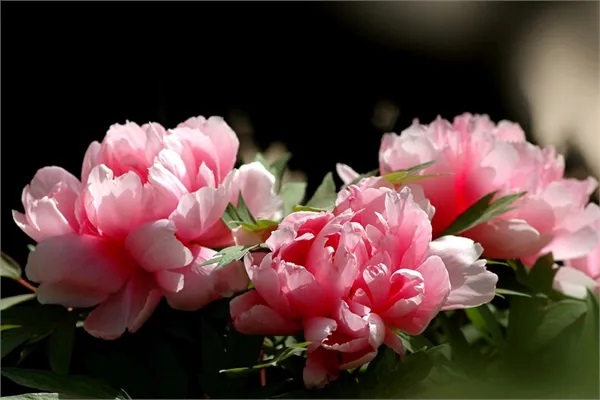 用药难，用药贵将成为过去式~