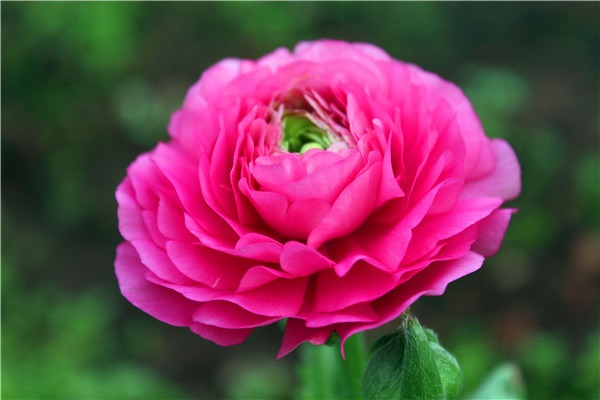 城乡居民医保没有缴费年限