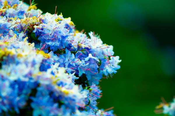 结合案例，来看看学平险的保障范围吧！