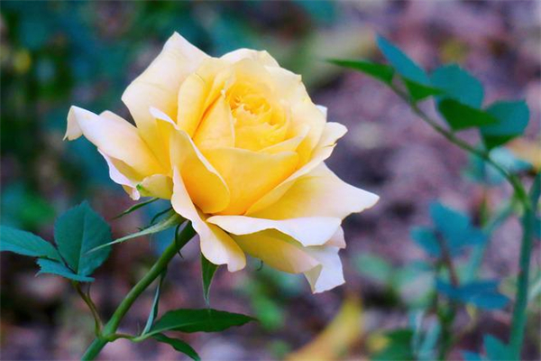 支付宝同佑e生重疾都需要保什么？