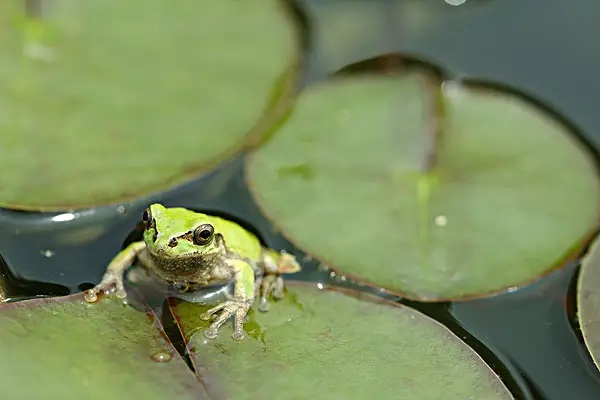 欣享人生拒赔的主要内容和理赔相关都有哪些