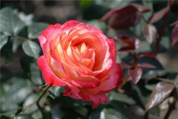 中产阶级最适合的定期寿险