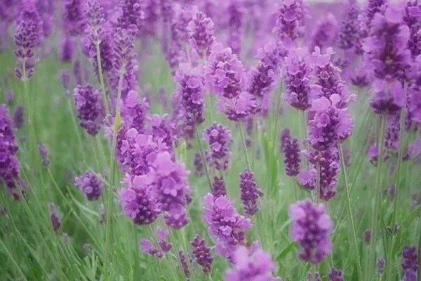 生育险医疗险合并后又什么具体的改变吗