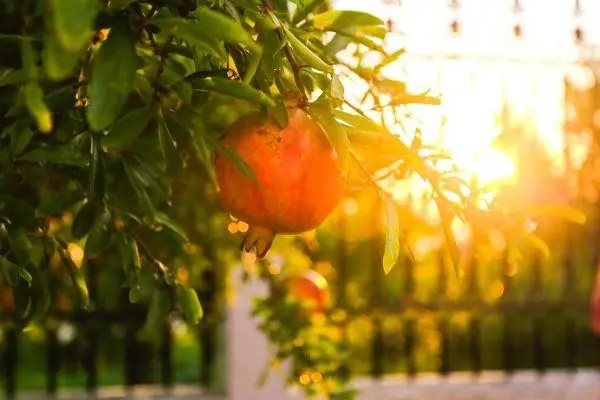 保险公司到底是如何进行理赔调查的？