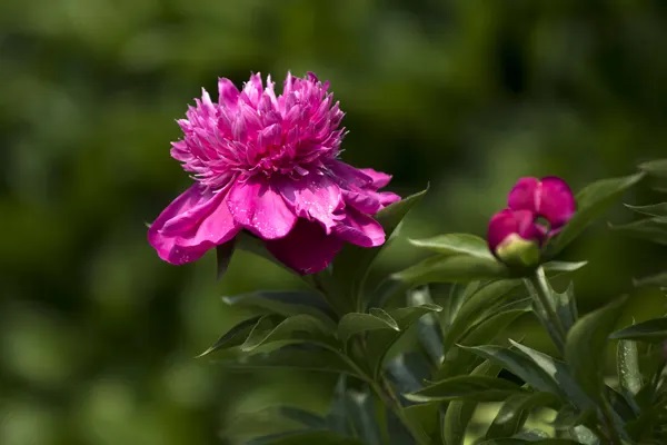 康惠保与康惠保旗舰版我们究竟买哪个