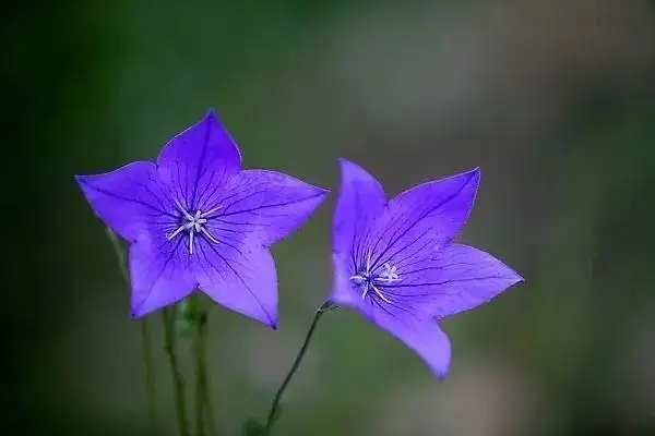 投连险是什么？买投连险能赚钱吗？