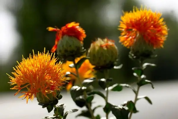 中英人寿爱守护尊享版怎么样？值不值得购买？