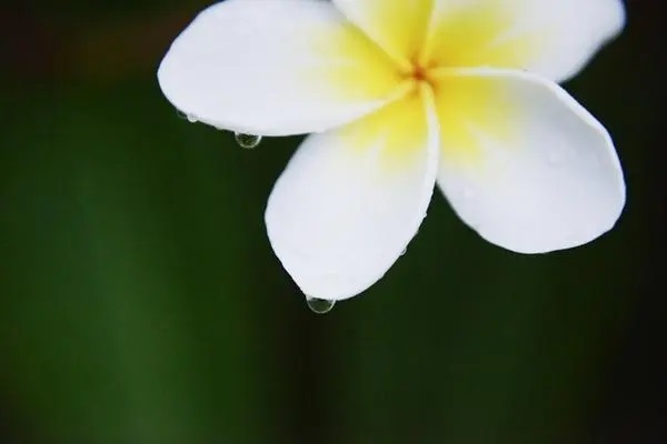 康乐尊享重疾险好不？值不值得购买？