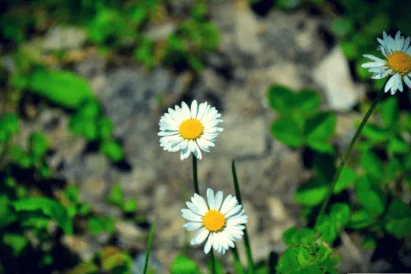 重疾险到底怎么买？众多产品哪款适合你？