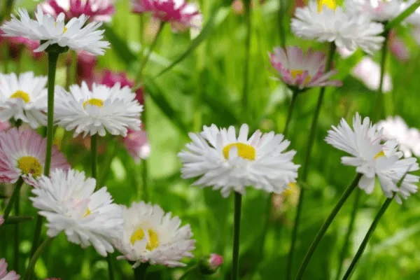 擎天柱2号怎么样？值不值得买？