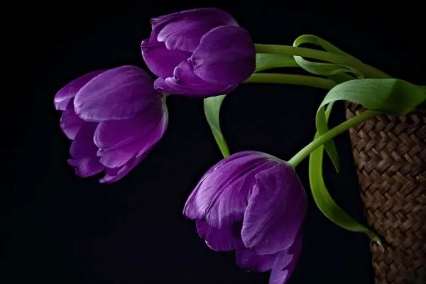 复兴联合康乐一生b款和c款有什么区别?该选择哪一款？