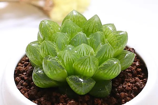 康惠保​旗舰版怎么样？升级了哪些保障？