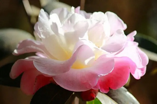 康惠保旗舰版怎么样？值不值得买？