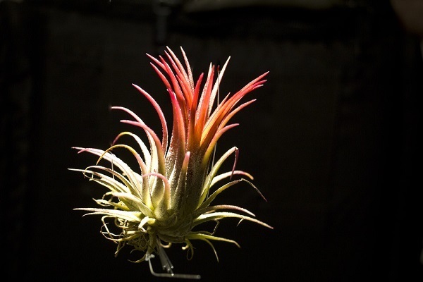 瑞泰瑞盈重疾险怎么样？适合什么样的人买？