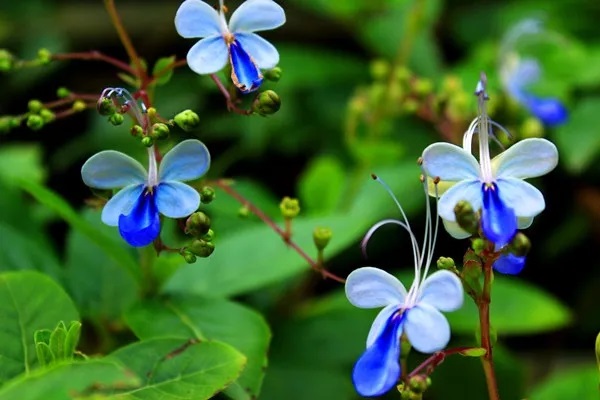 解读重疾险保险条款内容