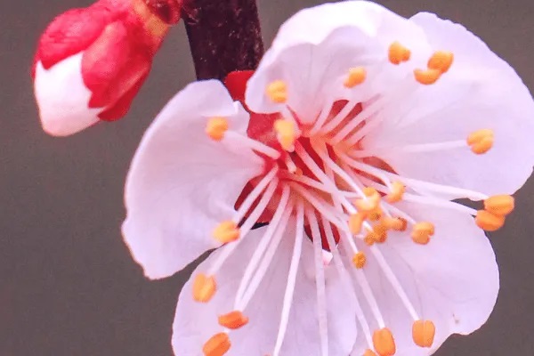 复星联合康乐e生加倍保有哪些优势？值得买么？