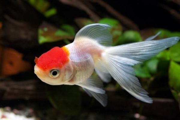 太平超e保和平安e生保怎么样？哪个更值得购买？