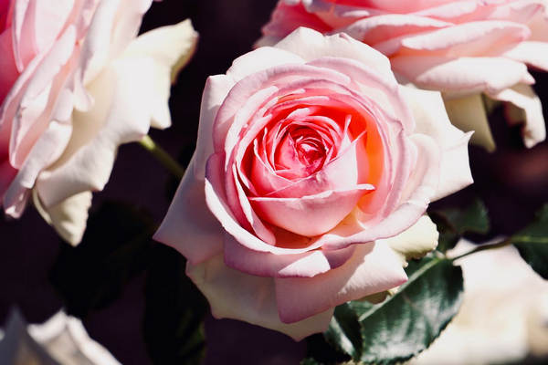 泰康全心健康计划和全心全意计划哪个更好？更值得入手？