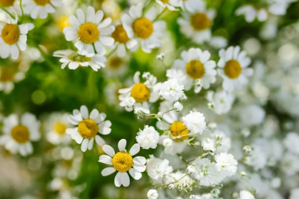 中英人寿的爱守护怎么样？优缺点是什么？