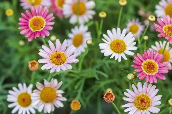 瑞泰瑞盈重疾险怎么样？值得购买吗？