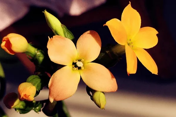 鸿福至尊和鑫悦一生哪个好？有什么优势？