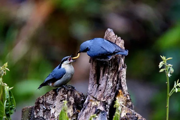 康爱E生和防癌险优享版怎么样？推荐购买吗？