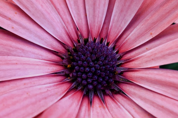 重疾险正常死亡赔付吗？会怎么补偿？