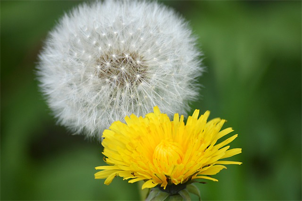 平安重疾险拒赔案例解析！拒赔的原因是什么？