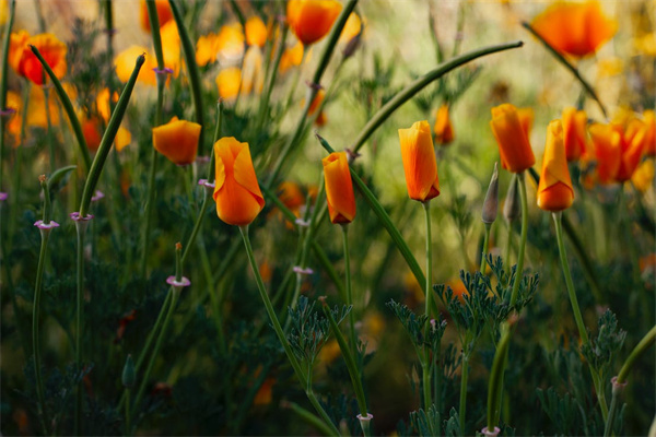 信泰百万守护重大疾病详解！产品介绍、保险责任条款简介！